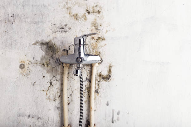 Best Local Mold Removal Service  in Cumberland, MD