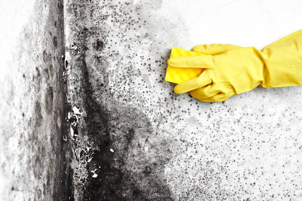 Best Black Mold Removal  in Cumberland, MD