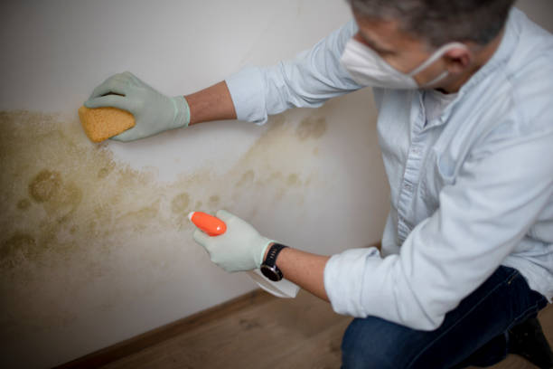 Best Toxic Mold Removal  in Cumberland, MD