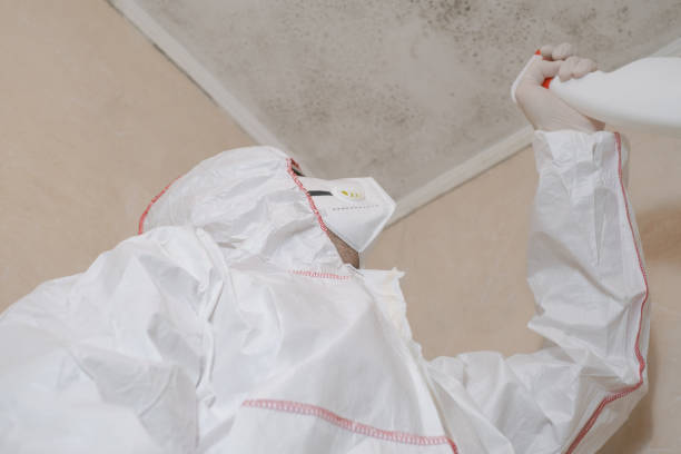 Best Emergency Mold Removal  in Cumberland, MD