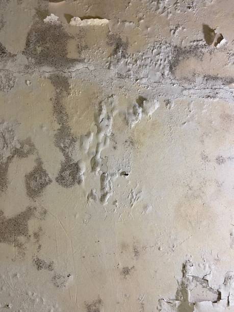 Mold Testing and Removal in Cumberland, MD
