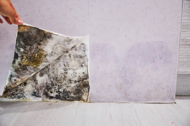 Best Same-Day Mold Removal  in Cumberland, MD